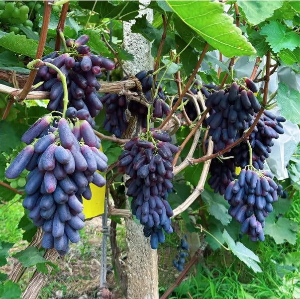 Sweet Sapphire Grape Seeds 🍇