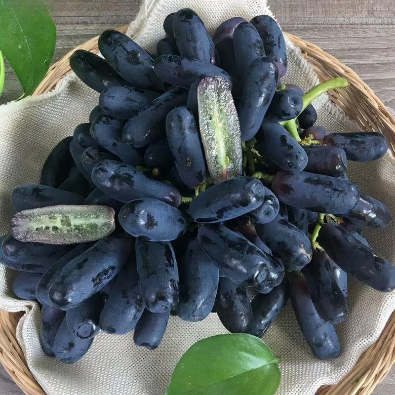 Sweet Sapphire Grape Seeds 🍇