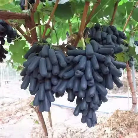 Sweet Sapphire Grape Seeds 🍇
