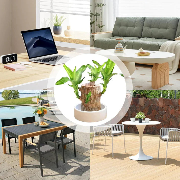 😌Lucky Brazil Wood Potted Plant🍀 [ Buy 1 Get 1 Free ]