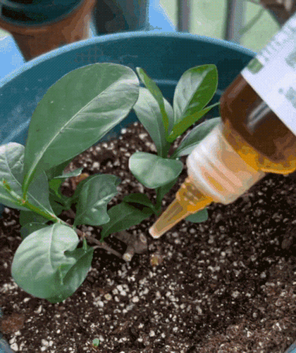 👍[Recommended by plant experts]🌿Plant and Flower Activation Liquid Solution ( BUY 3 GET 2 FREE )